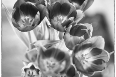 LMEL0152-