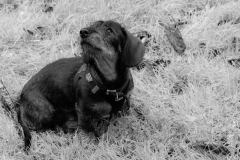 DSC_0005-