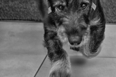 DSC_9774-