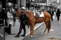 horse