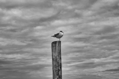 L1006191-